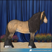 Horse Color:Buckskin Dun