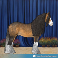 Horse Color:Buckskin Splash 