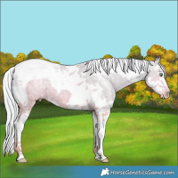 Horse Color:Watercolor Silver Classic Champagne Ice Dun Splash Tobiano 