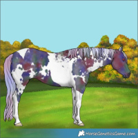 Horse Color:Nacre White Spotted Silver Smoky Black Chinchilla Tobiano 