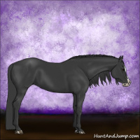 Horse Color:Black  and Black Splash 