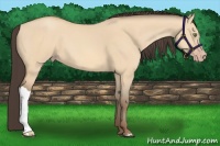 Horse Color:Amber Champagne Dun 