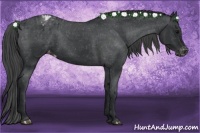Horse Color:Black Appaloosa Rabicano 