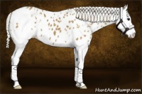 Horse Color:White Spotted Silver Smoky Black Splash Appaloosa 