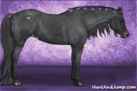 Horse Color:Black Appaloosa Rabicano 