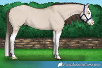 Horse Color:Classic Champagne Dun Splash 