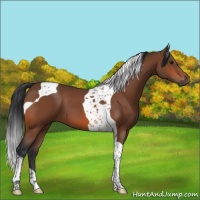 Horse Color:Bay Tobiano 