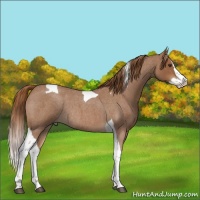 Horse Color:Red Roan Splash Tobiano Rabicano 