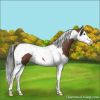 Horse Color:Bay Splash Tobiano 