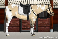 Horse Color:White Spotted Buckskin Dun 