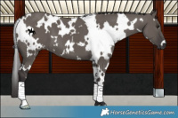 Horse Color:White Spotted Smoky Grullo 