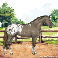 Horse Color:Smoky Grullo Appaloosa 