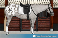 Horse Color:Smoky Grullo Appaloosa 