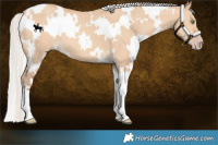Horse Color:White Spotted Silver Amber Champagne Dun 