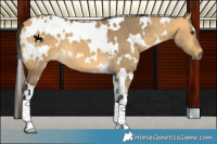 Horse Color:White Spotted Buckskin Dun 