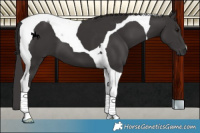 Horse Color:Smoky Black Tobiano