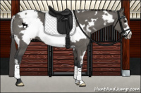 Horse Color:White Spotted Grullo Frame Varnish 