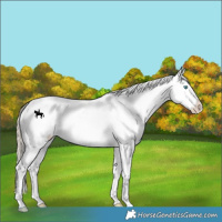 Horse Color:White Spotted Smoky Creme Roan Dun Snowcap