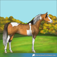 Horse Color:Buckskin Splash Tobiano 