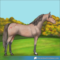 Horse Color:Bay Appaloosa 