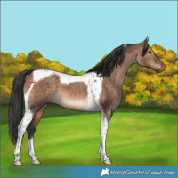 Horse Color:Brown Dun Tobiano 