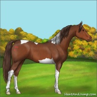 Horse Color:Liver Chestnut Tobiano 