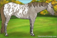Horse Color:Smoky Grullo Ice Appaloosa 