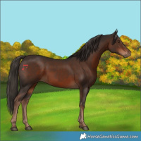 Horse Color:Liver Chestnut 
