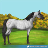 Horse Color:Smoky Blue Roan 