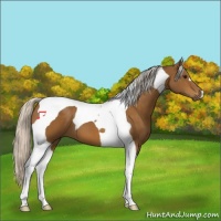 Horse Color:Silver Buckskin Tobiano 