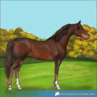 Horse Color:Liver Chestnut 