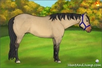 Horse Color:Bay Dun Frame