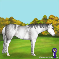 Horse Color:Gray White Spotted Brown Splash 