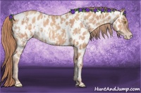 Horse Color:Gold Champagne Appaloosa  and Gold Champagne Appaloosa 