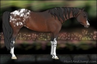 Horse Color:Brown Appaloosa  and Brown Appaloosa 
