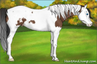 Horse Color:Bay Splash Tobiano Appaloosa 