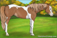Horse Color:Chestnut Splash Tobiano 