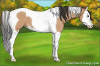 Horse Color:Bay Dun Splash Tobiano