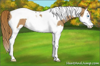 Horse Color:Chestnut Splash Tobiano