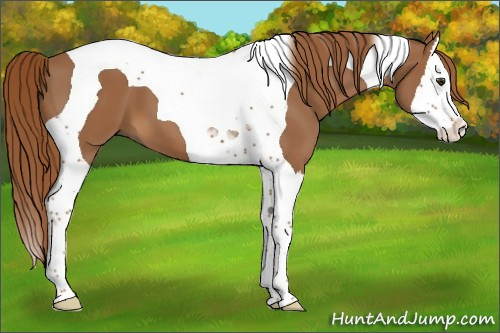 Horse Color:Chestnut Splash Tobiano