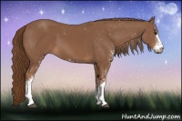 Horse Color:Chestnut Sabino 