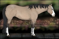 Horse Color:Bay Dun Splash 