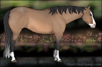 Horse Color:Bay Dun Splash 