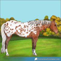 Horse Color:Silver Bay Appaloosa 