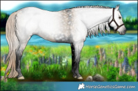 Horse Color:Gray Void Plaid  White Spotted Liver Red Dun Tobiano 