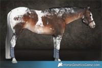 Horse Color:White Spotted Brown Tobiano 