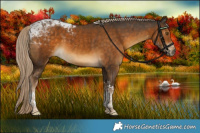 Horse Color:Chocolate Palomino Tobiano 