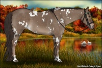 Horse Color:White Spotted Liver Red Dun 