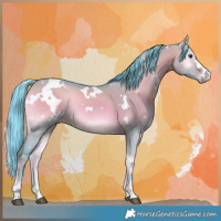 Horse Color:Watercolor White Spotted Liver Red Dun Onyx Rabicano
