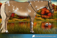 Horse Color:White Spotted Chocolate Palomino Dun 